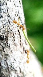 Close-up of ant on tree trunk