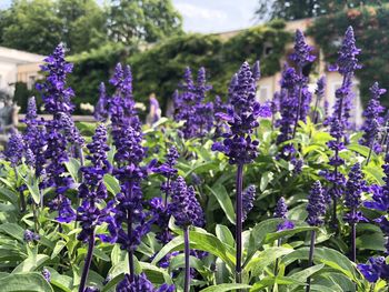 Close-up of purple flowering plants on field