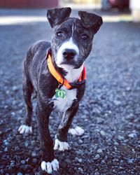 Portrait of a dog on the road