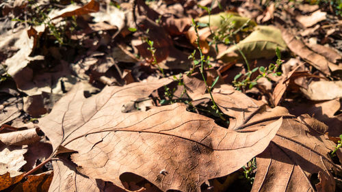 Close-up of fallen leaves on field