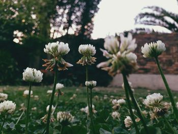 Close-up of white flowering plants on field