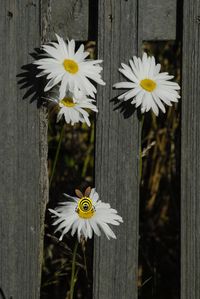 Close-up of white flower on wood