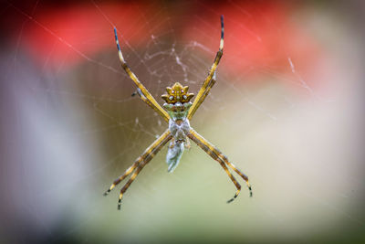 Close-up of spider on web