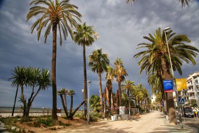 Palm trees on beach against sky