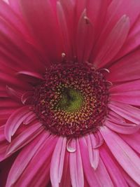 Full frame shot of pink flower