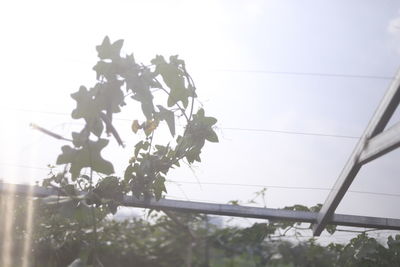 Low angle view of flowering plants against clear sky