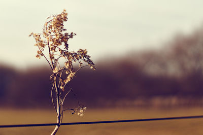 Close-up of plant against sky