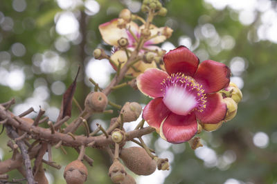 Close-up of pink flowering plant