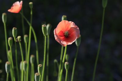 Close-up of poppy blooming outdoors