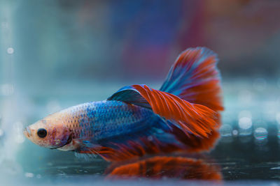 Siamese fighting fish beautiful blue and red fish with black background