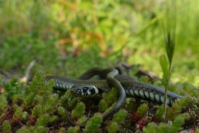 Lizard on a land