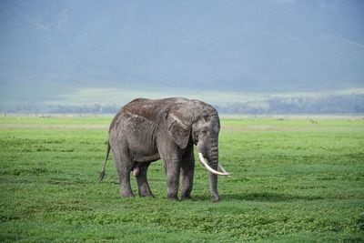 Elephant in a field