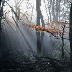 Trees in forest during winter