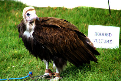 High angle view of hooded vulture on grass with label