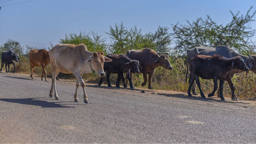 Cows on road against clear sky