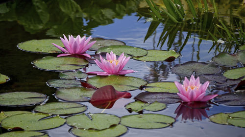 Pink lotus water lily in lake