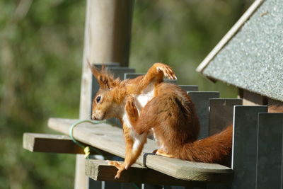  red squirrel scratching itself 