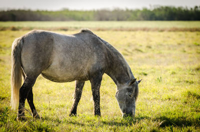 Horse grazing in a field