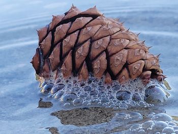 Close-up of crab in snow