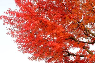 Low angle view of trees