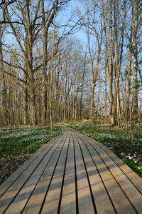 Surface level of boardwalk in forest