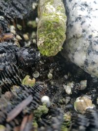 Close-up of moss growing on rock