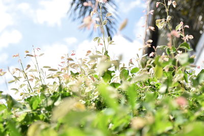 Close-up of white flowering plants on field