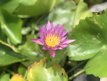 Close-up of pink lotus water lily in pond