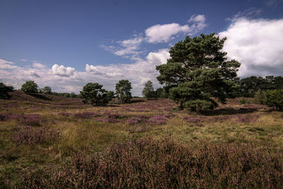 Trees on field against sky