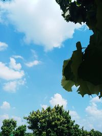 Low angle view of trees against sky