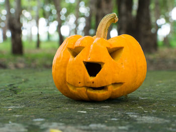 Close-up of pumpkin on tree during halloween