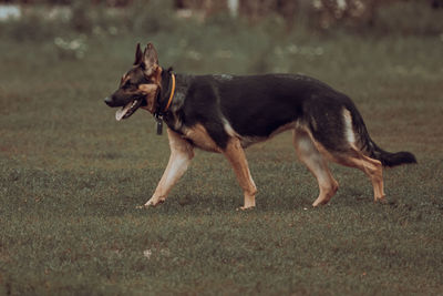 German shepherd. four paws. purebred large dog. dog training. a smart pet. on a dog training ground.