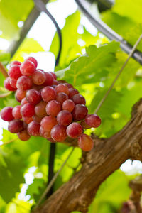 Close-up of grapes growing on tree