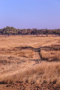 Scenic view of field against clear sky