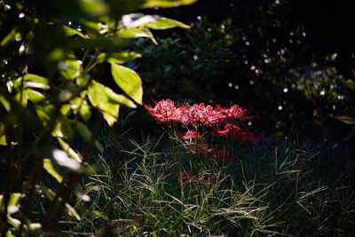 Close-up of red flowers