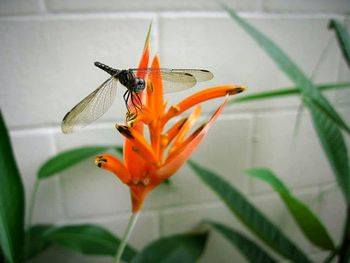 Close-up of insect on flower