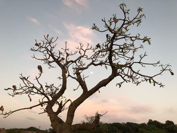 Low angle view of bare tree against sky