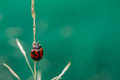 Close-up of ladybug on flower