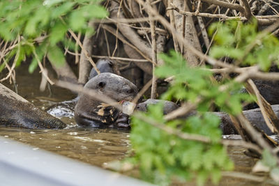 Giant river otter, pteronura brasiliensis. otters feasting on fish in cuiaba river, pantanal