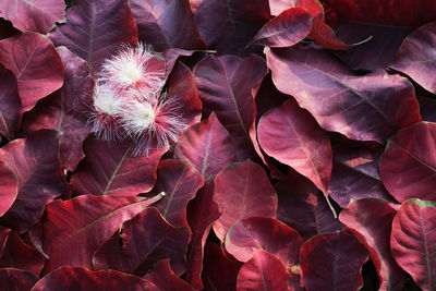 Full frame shot of red flowering plant