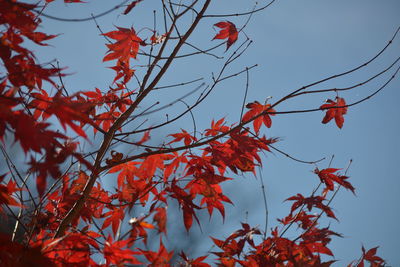 Low angle view of maple tree against sky