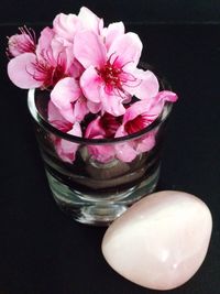 Close-up of pink flower over black background