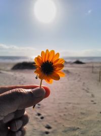 Close-up of hand holding yellow flower on beach