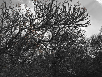 Close-up of bare tree against sky in forest