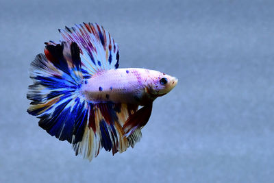 Multi color betta fish halfmoon from thailand or siamese fighting fish isolated in grey background