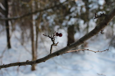 Close-up of snow on branch during winter