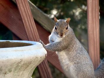 Close-up of squirrel 