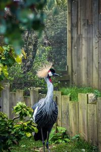 Bird perching on a tree