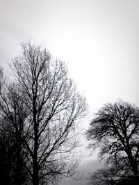 Low angle view of bare trees against sky