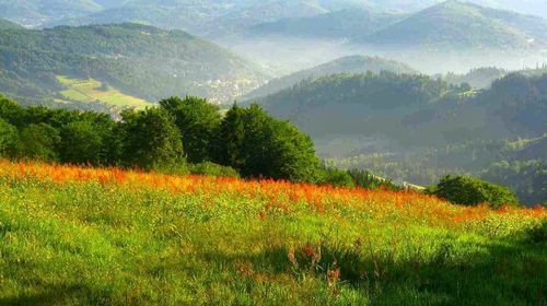 Scenic view of field